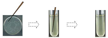 picking bacterial colony