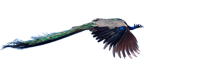 resized flying peacock